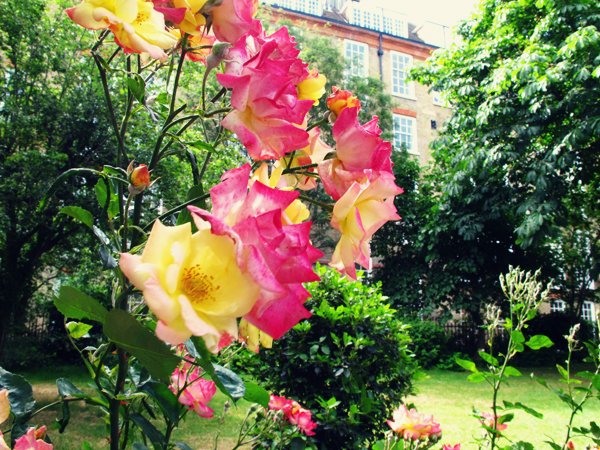 Roses in Covent Garden