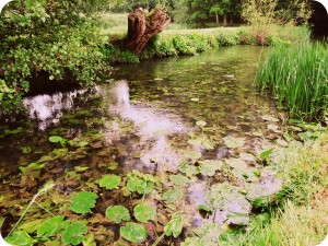 The river at Notley Abbey