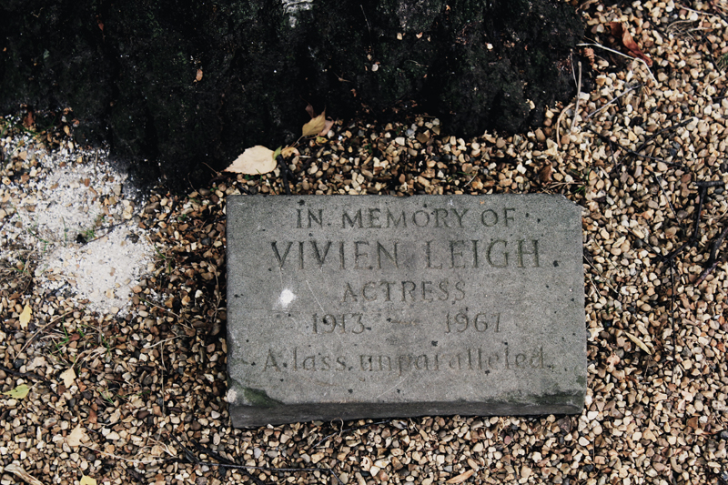 Vivien Leigh memorial tree on the bank of the Avon.