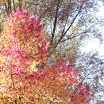 Autumn at Kenwood House