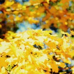 Autumn at Kenwood House