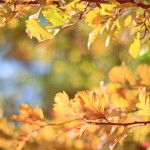 Autumn at Kenwood House