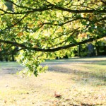 Autumn at Kenwood House