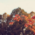 Autumn at Kenwood House