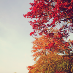 Golders Green crematorium