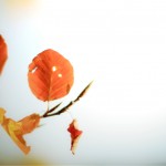 Autumn at Kenwood House