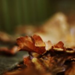 Autumn at Kenwood House