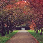 Autumn in Regents Park