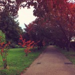 Autumn in Regents Park