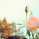 Roses in Regent's Park