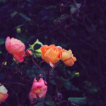 Roses in Regent's Park