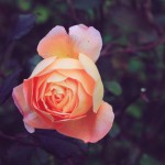 Roses in Regent's Park