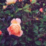 Roses in Regent's Park