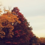 Autumn in Regent's Park