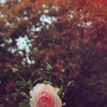 Roses in Regent's Park