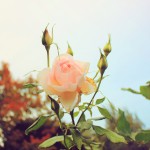 Roses in Regent's Park