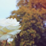 Roses in Regent's Park