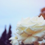 Roses in Regent's Park