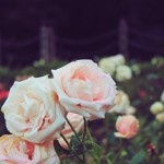 Rose Gardens Regent's Park