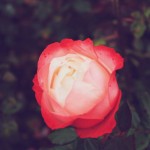 Autumn in Regent's Park