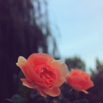 Autumn in Regent's Park