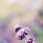 Regent's Park London