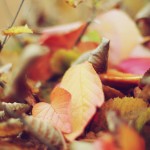 Regent's Park London