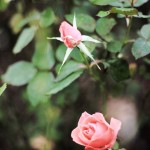 Regent's Park London