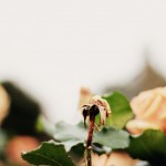 Regent's Park London