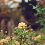 Regent's Park London