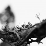 Regent's Park London