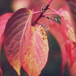 Regent's Park London