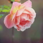 Regent's Park London