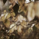 Regent's Park London