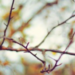 Regent's Park London