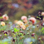 Regent's Park London