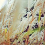 Regent's Park London