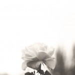 Regent's Park London