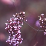 Regent's Park London