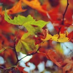 Regent's Park London