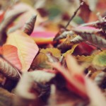 Regent's Park London