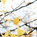 Regent's Park London